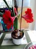 Filename: amaryllis2.jpg
Size: 175.29 KB
26-11-2025, 11:39 AM
